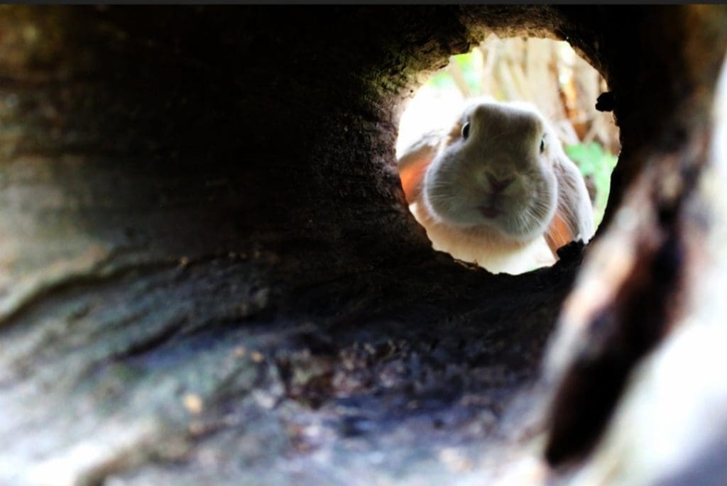 RabbitHole img1 RabbitHole img1